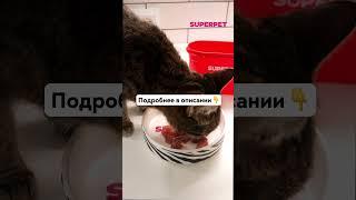 3 ВЕЩЕСТВА В ЕДЕ КОШКИ, КОТОРЫЕ ПОМОГУТ ЕЕ ЗДОРОВЬЮ