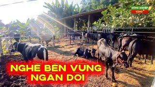 KIÊN TRÌ TRONG GIAN NAN ĐỂ THÀNH CÔNG VỚI NGHỀ NUÔI BÒ 3B