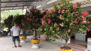 Hoa mẫu đơn bông trang Mỹ Hồng đẹp giá mềm lh 0909995763 bonsai ô môn cần thơ