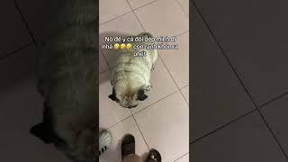 Nó biết mình làm gì