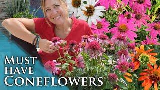 Awesome perennials for full sun and heat! | Coneflowers & Echinacea