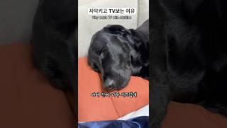 시끄러운 물소 #코골이
