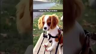 #funny #animlasfunny #funnypets #pets #funnyanimls #shortvideo #cutedog #shorts #doggys #puppy