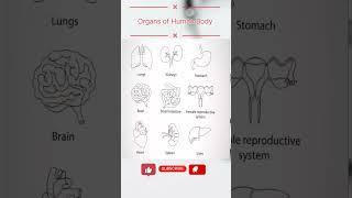 Organs of Human Body #shorts #medical