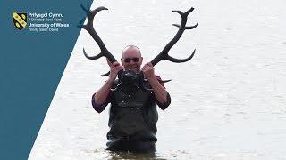 4000 year-old red deer skull and antlers found in Borth