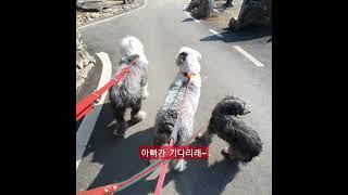 반드시 산책은 해야한다 완연한 봄이다#올딩이#두들#대형견#
