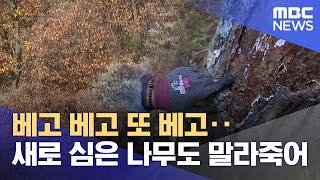 베고 베고 또 베고·· 새로 심은 나무도 말라죽어 (2024.12.25/뉴스데스크/대구MBC)