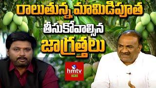 Mango Cultivation Practices | తెలుగు రాష్ట్రాలలో రాలుతున్న మామిడిపూత | hmtv Agri