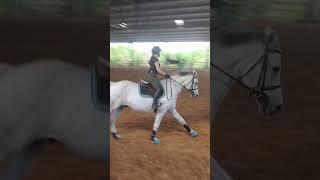 Horse Riding #Cantering with Frankie PLF Equestrian #equestrianlifestyle #showjumping #pony