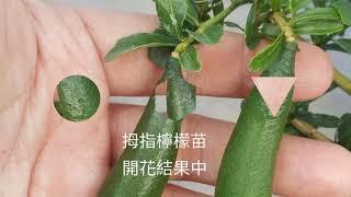 岷成苗園-專營上百種水果苗，新興果苗，高雄水果苗