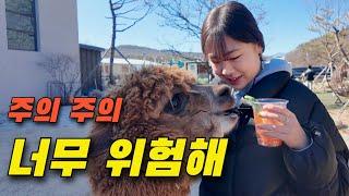 울산 Wow Zoo 동물과의 교감도 좋지만 필수 중요사항 #와우쥬 #울산여행