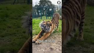 Sumatran Tiger  The Smallest & Most Endangered Tiger!