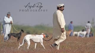 Rabbit Hunting with Greyhound dogs / Sighthound vs Hare season 2024, 25 @ExplorePotohar