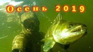 Подводная охота 2019.  Осень.  Завалы. Судаки, сазаны, щуки.