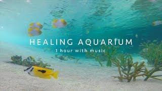 【HEALING AQUARIUM 1 hour BGV】癒しのアクアリウム 1時間 水中音・音楽有