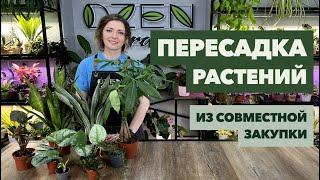 Пересадка комнатных растений и цветов » Июнь 2024