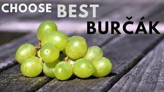 Best things to do in Brno | How to choose best Burčák