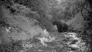 Wilford The Bear Cools Off!