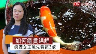 如何鑑賞錦鯉 錦鯉女王說先看這3處