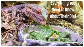 Complete Bearded Dragon Diet Guide 2020