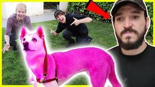 PINK HAIR DYE ON ROOMMATES DOG PRANK | Prank Wars