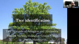 Tree ID with Vincent Verweij