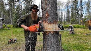 It Has To GO! Falling Big Tree That Threatens the Firewood Shack