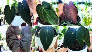  my anthurium collection (part 2)