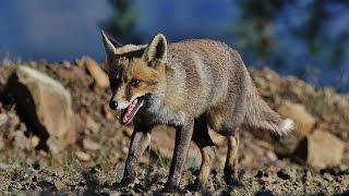 Ten minutes documentary about Cyprus Red fox - by George Konstantinou