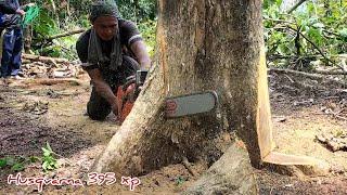 Old teak and tree felling skills - Husqvarna 395 xp