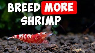 8 Top Tips for More Baby Shrimp 