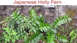 Japanese Holly Ferns (Cyrtomium falcatum) Growing Guide by Gardener's HQ