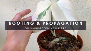 Variegated Monstera Propagation and Rooting - How To Grow Stem and Node Cuttings | Ep 17