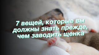 7 вещей, которые вы должны знать прежде, чем заводить щенка