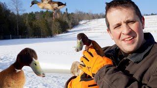 The Simple Life of a Duck Farmer