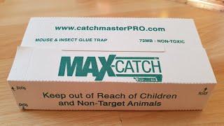 Max Catch Mouse & Insect Non-Toxic Glue Trap