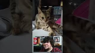 Ang Pusa Kong Maarte | Delos Santos Vlog