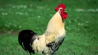 Sound rooster | Звук петуха