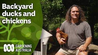 Tips for keeping chickens and ducks together in your backyard | FAQs | Gardening Australia