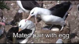 Journey to the Southern Ocean - Part 1:  The Falkland Islands