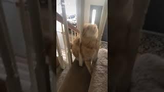 Cat falls from stairs and breaks a table #funny #fail #short #cats