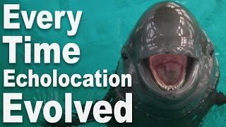 Every Time Echolocation Has Evolved