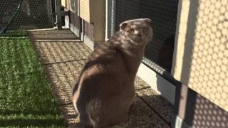 Sochi The Cat: Meowing at -10C / s03.e03 HD