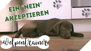 Was ist ein "Nein"? Klare Regeln dem Hund erklären | Der Welpentrainer | sixx