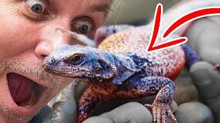 I GOT A CHUCKWALLA!! ONE OF MY DREAM LIZARDS!!! | BRIAN BARCZYK