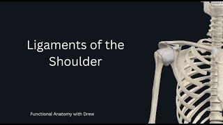 Ligaments of the shoulder