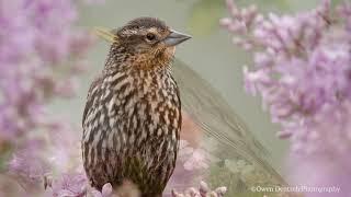 Tune Up Your Ears: An Episode from Birdnote Radio