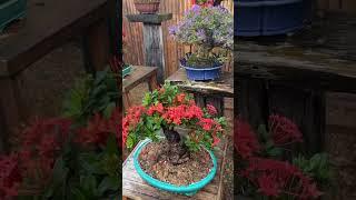 บอนไซสายดอกฟินๆ..ยามเช้า #บอนไซ #bonsai #ชวนชมบอนไซ #adenium #ชวนชม #บอนไซม่วงเจริญ