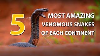 5 most amazing venomous snakes from each continent