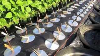 Four-Day Carrots  (Part 1)